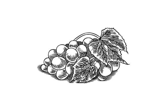 Grape Illustration Line Engraved: A Detailed Overview
